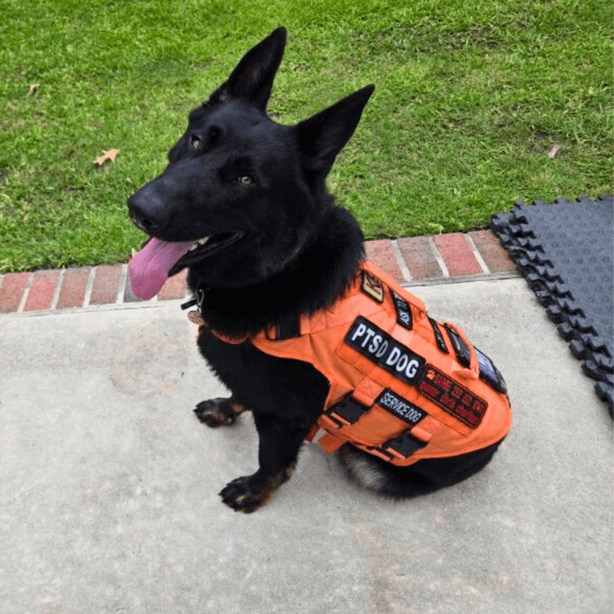 Sarge standing proudly in his service dog vest, ready to assist Chris with unwavering dedication