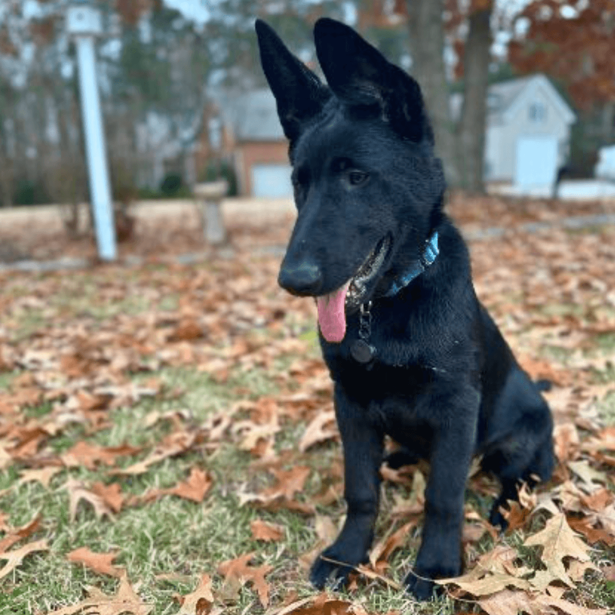 Sarge enjoying a peaceful moment in the Elizabeth City sunshine, showcasing his gentle nature