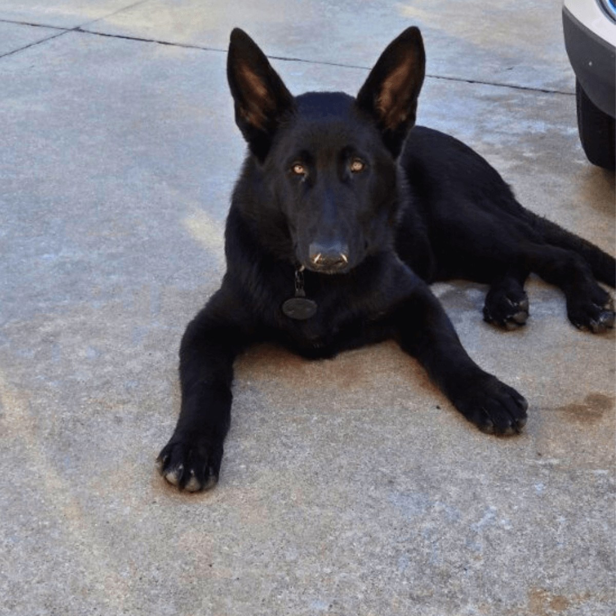 Sarge in action as a K-9 service dog, alert and focused on providing the best care for Chris