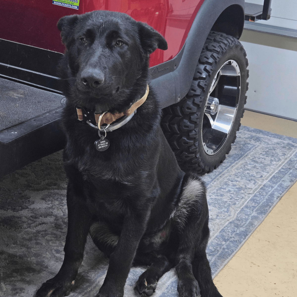 Close-up portrait of Sarge showing his intelligent, compassionate eyes and devoted K-9 service dog spirit